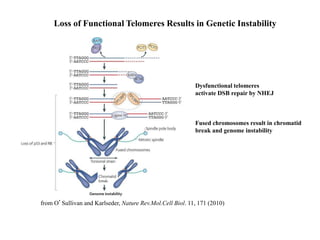 Loss of Functional Telomeres Results in Genetic Instability
from O’Sullivan and Karlseder, Nature Rev.Mol.Cell Biol. 11, 171 (2010)
Dysfunctional telomeres
activate DSB repair by NHEJ
Fused chromosomes result in chromatid
break and genome instability
 