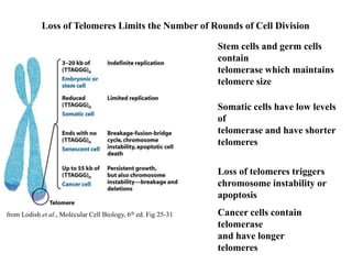 from Lodish et al., Molecular Cell Biology, 6th ed. Fig 25-31
Stem cells and germ cells
contain
telomerase which maintains
telomere size
Somatic cells have low levels
of
telomerase and have shorter
telomeres
Loss of telomeres triggers
chromosome instability or
apoptosis
Cancer cells contain
telomerase
and have longer
telomeres
Loss of Telomeres Limits the Number of Rounds of Cell Division
 