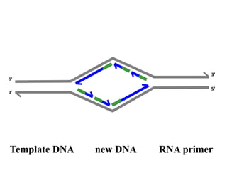 5’
3’
Template DNA new DNA RNA primer
5’
3’
 