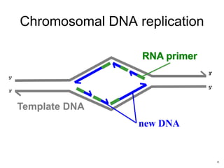 Chromosomal DNA replication
Template DNA
new DNA
5’
3’
5’
3’
*
 