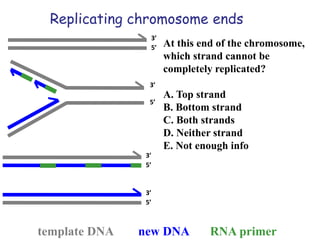 Replicating chromosome ends
At this end of the chromosome,
which strand cannot be
completely replicated?
A. Top strand
B. Bottom strand
C. Both strands
D. Neither strand
E. Not enough info
template DNA new DNA RNA primer
5’
3’
5’
3’
5’
3’
5’
3’
 