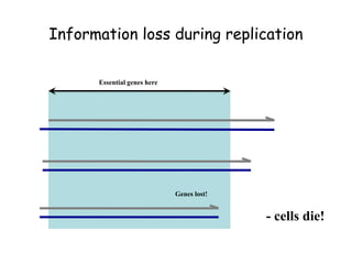 Genes lost!
Essential genes here
- cells die!
Information loss during replication
 