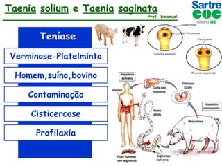Taenia solium e Taenia saginata

Prof. Emanuel

Teníase
Verminose-Platelminto
Homem,suíno,bovino
Contaminação
Cisticercose

Profilaxia

 