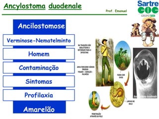 Ancylostoma duodenale
Ancilostomose
Verminose-Nematelminto

Homem
Contaminação
Sintomas

Profilaxia

Amarelão

Prof. Emanuel

 