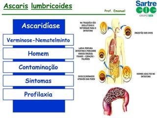 Ascaris lumbricoides
Ascaridíase
Verminose-Nematelminto

Homem
Contaminação
Sintomas

Profilaxia

Prof. Emanuel

 