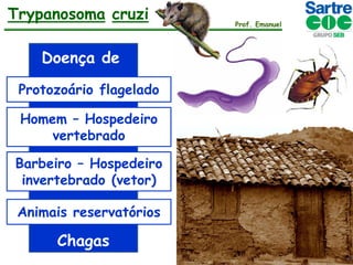 Trypanosoma cruzi
Doença de
Protozoário flagelado
Homem – Hospedeiro
vertebrado
Barbeiro – Hospedeiro
invertebrado (vetor)

Animais reservatórios

Chagas

Prof. Emanuel

 