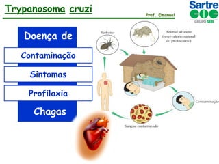 Trypanosoma cruzi
Doença de
Contaminação
Sintomas
Profilaxia

Chagas

Prof. Emanuel

 