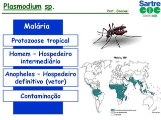 Plasmodium sp.
Malária
Protozoose tropical
Homem – Hospedeiro
intermediário
Anopheles – Hospedeiro
definitivo (vetor)

Contaminação

Prof. Emanuel

 