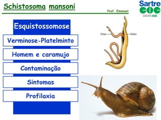 Schistosoma mansoni
Esquistossomose
Verminose-Platelminto
Homem e caramujo
Contaminação
Sintomas

Profilaxia

Prof. Emanuel

 