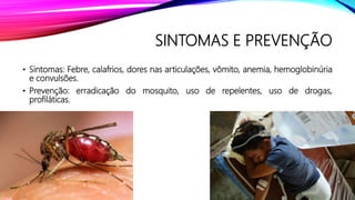 SINTOMAS E PREVENÇÃO
• Sintomas: Febre, calafrios, dores nas articulações, vômito, anemia, hemoglobinúria
e convulsões.
• Prevenção: erradicação do mosquito, uso de repelentes, uso de drogas,
profiláticas.
 