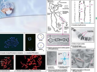 Endemias, Epidemias Y Brotes