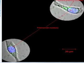Endemias, Epidemias Y Brotes
