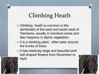 Climbing Heath
O Climbing heath is common in the
  rainforests of the west and south-west of
  Tasmania, usually in montane areas and
  also happens in alpine vegetation.
O It is a climbing plant , often seen around
  the trunks of trees.
O It has relatively large and beautiful pink
  bell shaped flowers from November to
  April.
 