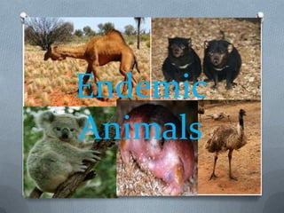 Endemic
Animals
 