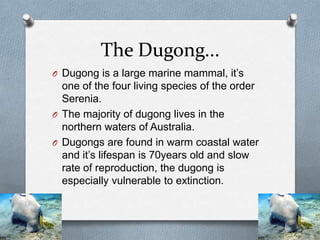 The Dugong...
O Dugong is a large marine mammal, it’s
  one of the four living species of the order
  Serenia.
O The majority of dugong lives in the
  northern waters of Australia.
O Dugongs are found in warm coastal water
  and it’s lifespan is 70years old and slow
  rate of reproduction, the dugong is
  especially vulnerable to extinction.
 