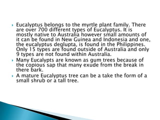    Eucalyptus belongs to the myrtle plant family. There
    are over 700 different types of Eucalyptus. It is
    mostly native to Australia however small amounts of
    it can be found in New Guinea and Indonesia and one,
    the eucalyptus deglupta, is found in the Philippines.
    Only 15 types are found outside of Australia and only
    9 types are not found within Australia.
   Many Eucalypts are known as gum trees because of
    the copious sap that many exude from the break in
    there bark.
   A mature Eucalyptus tree can be a take the form of a
    small shrub or a tall tree.
 