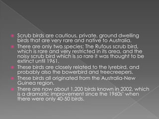    Scrub birds are cautious, private, ground dwelling
    birds that are very rare and native to Australia.
   There are only two species; The Rufous scrub bird,
    which is rare and very restricted in its area, and the
    noisy scrub bird which is so rare it was thought to be
    extinct until 1961.
   These birds are closely related to the lyrebird, and
    probably also the bowerbird and treecreepers.
   These birds all originated from the Australia-New
    Guinea region.
   There are now about 1,200 birds known in 2002, which
    is a dramatic improvement since the 1960s’ when
    there were only 40-50 birds.
 