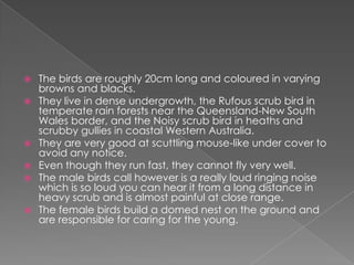  The birds are roughly 20cm long and coloured in varying
  browns and blacks.
 They live in dense undergrowth, the Rufous scrub bird in
  temperate rain forests near the Queensland-New South
  Wales border, and the Noisy scrub bird in heaths and
  scrubby gullies in coastal Western Australia.
 They are very good at scuttling mouse-like under cover to
  avoid any notice.
 Even though they run fast, they cannot fly very well.
 The male birds call however is a really loud ringing noise
  which is so loud you can hear it from a long distance in
  heavy scrub and is almost painful at close range.
 The female birds build a domed nest on the ground and
  are responsible for caring for the young.
 