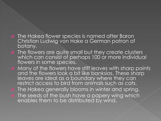    The Hakea flower species is named after Baron
    Christian Ludwig von Hake a German patron of
    botany.
   The flowers are quite small but they create clusters
    which can consist of perhaps 100 or more individual
    flowers in some species.
   Many of the flowers have stiff leaves with sharp points
    and the flowers look a bit like banksias. These sharp
    leaves are ideal as a boundary where they can
    restrict access to bird from animals such as cats.
   The Hakea generally blooms in winter and spring.
   The seeds of the bush have a papery wing which
    enables them to be distributed by wind.
 