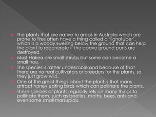    The plants that are native to areas in Australia which are
    prone to fires often have a thing called a ‘lignotuber’,
    which is a woody swelling below the ground that can help
    the plant to regenerate if the above ground parts are
    destroyed.
   Most Hakea are small shrubs but some can become a
    small tree.
   The species is rather undesirable and because of that
    there are no real cultivators or breeders for the plants, so
    they just grow wild.
   One of the great things about the plant is that many
    attract honey eating birds which can pollinate the plants.
   These species of plants regularly rely on many things to
    pollinate them, such as beetles, moths, bees, ants and
    even some small marsupials.
 
