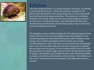 Echidnas
 the short beaked echidna is a native animal to Australia. An echidna
is an animal that burrows . When the animal is attacked it will
burrow into the ground with is long sharp claws or by curling itself
into a ball and use its spines as defence. The spines are venomous.
Echidnas will usually weigh around two to seven kilograms and be
around 35 to 50 centimetres long . They find food with their very
sensitive nose and then they use their long sticky tong to catch ants,
worms and other such insects.


The adoptions of the echidna include all of the physical aspect of the
animal. But this is not the only adaption they have adapted to the
climate by going into hibernation during the winter months to save
energy and to reduce metabolism before it heats up to bread.
Another adaption is that when they are threatened they will quickly
burro and curl into a ball, they also use their sharp claws to quickly
burrow deep into the ground. As the echidna needs to survive under
the ground it can tolerate high levels of carbon dioxide and low levels
of oxygen. The echidna can’t handle the heat well, without the ability
to sweat so it tends to avoid daytime activity in heat. The echidna can
also swim. The snout has electroreceptor's that help detect what is
around.
 