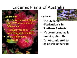 Endemic Plants of Australia
 Callistemon                     Stypandra
• The Callistemon distribution   • The Stypadra
   is in NSW, Vic and southern
                                   distribution is in
   Queensland.
                                   Southern Australia.
• It is usually found in
   swampy or wet conditions.     • It’s common name is
• There family name I              Nodding blue lilly.
   Myrtaceae                     • I’s not considered to
                                   be at risk in the wild.
 