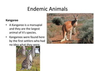 Endemic Animals
Kangaroo
• A Kangaroo is a marsupial
  and they are the largest
  animal of it’s species.
• Kangaroos were found here
  by the first settlers who had
  no idea what they were.
 