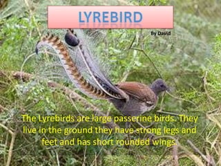 By David




The Lyrebirds are large passerine birds. They
live in the ground they have strong legs and
      feet and has short rounded wings.
 