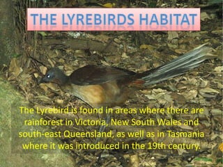 The Lyrebird is found in areas where there are
 rainforest in Victoria, New South Wales and
south-east Queensland, as well as in Tasmania
 where it was introduced in the 19th century.
 