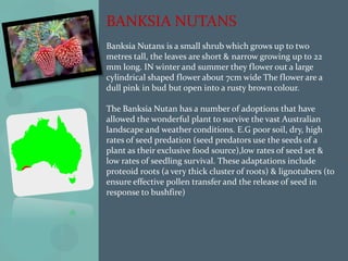 BANKSIA NUTANS
Banksia Nutans is a small shrub which grows up to two
metres tall, the leaves are short & narrow growing up to 22
mm long. IN winter and summer they flower out a large
cylindrical shaped flower about 7cm wide The flower are a
dull pink in bud but open into a rusty brown colour.

The Banksia Nutan has a number of adoptions that have
allowed the wonderful plant to survive the vast Australian
landscape and weather conditions. E.G poor soil, dry, high
rates of seed predation (seed predators use the seeds of a
plant as their exclusive food source),low rates of seed set &
low rates of seedling survival. These adaptations include
proteoid roots (a very thick cluster of roots) & lignotubers (to
ensure effective pollen transfer and the release of seed in
response to bushfire)
 