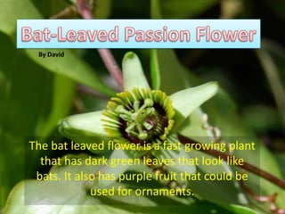 By David




The bat leaved flower is a fast growing plant
  that has dark green leaves that look like
 bats. It also has purple fruit that could be
             used for ornaments.
 
