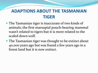 ADAPTIONS ABOUT THE TASMANIAN
               TIGER
 The Tasmanian tiger is inaccurate of two kinds of
  animals; the first marsupial pouch-bearing mammal
  wasn’t related to tigers but it is more related to the
  scaled down wolf.
 The Tasmanian tiger was thought to be extinct about
  40,000 years ago but was found a few years ago in a
  forest land but it is now extinct.
 