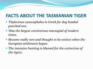 FACTS ABOUT THE TASMANIAN TIGER
 Thylacinus cynocephalus is Greek for dog headed
  pouched one.
 Was the largest carnivorous marsupial of modern
  times.
 Became really rare and thought to be extinct when the
  European settlement began.
 The intensive hunting is blamed for the extinction of
  the tigers.
 