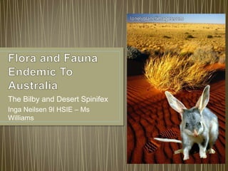 The Bilby and Desert Spinifex
Inga Neilsen 9I HSIE – Ms
Williams
 