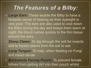 • Large Ears: These enable the Bilby to have a
  fantastic sense of hearing as their eyesight is
  very poor. The ears are also used to cool down
  the Bilby during the day and keeps them warm at
  night, the blood rushes quickly to the thin tissue
  around the ears.
• Sharp Claws: To dig through the soil for insects
  and to loosen plants from the soil to eat.
• Long Tongue: To help, when feeding on Fungi
  and insect larvae
• Backwards Facing Pouch: To prevent female
  bilbies from getting dirt into their pouch whilst
 