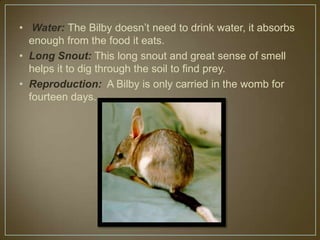 • Water: The Bilby doesn’t need to drink water, it absorbs
  enough from the food it eats.
• Long Snout: This long snout and great sense of smell
  helps it to dig through the soil to find prey.
• Reproduction: A Bilby is only carried in the womb for
  fourteen days.
 