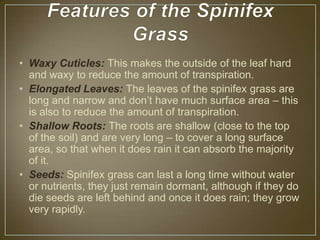 • Waxy Cuticles: This makes the outside of the leaf hard
  and waxy to reduce the amount of transpiration.
• Elongated Leaves: The leaves of the spinifex grass are
  long and narrow and don’t have much surface area – this
  is also to reduce the amount of transpiration.
• Shallow Roots: The roots are shallow (close to the top
  of the soil) and are very long – to cover a long surface
  area, so that when it does rain it can absorb the majority
  of it.
• Seeds: Spinifex grass can last a long time without water
  or nutrients, they just remain dormant, although if they do
  die seeds are left behind and once it does rain; they grow
  very rapidly.
 
