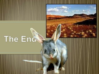 Australia's Endemic Species