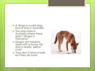    A dingo is a wild dog,
    found only in Australia.
   The only state in
    Australia where there
    aren’t dingos is
    Tasmania.
   Dingos are medium
    sized with a bushy tail
    and a reddy, yellow
    coat.
   They don’t have a bark
    but they do howl.
 
