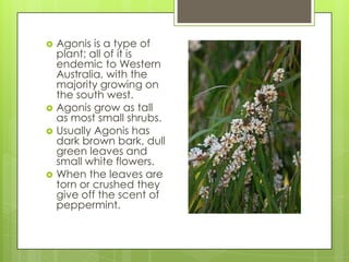    Agonis is a type of
    plant; all of it is
    endemic to Western
    Australia, with the
    majority growing on
    the south west.
   Agonis grow as tall
    as most small shrubs.
   Usually Agonis has
    dark brown bark, dull
    green leaves and
    small white flowers.
   When the leaves are
    torn or crushed they
    give off the scent of
    peppermint.
 