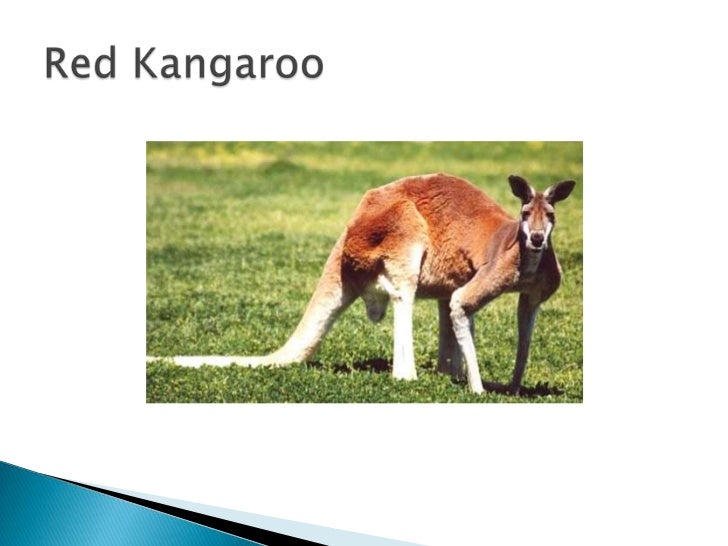 Australia S Endemic Species