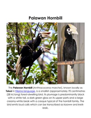 Palawan Hornbill
The Palawan Hornbill (Anthracoceros marchei), known locally as
Talusi in Filipino language, is a smallish (approximately 70 centimetres
(28 in) long) forest-dwelling bird. Its plumage is predominantly black
with a white tail, a dark green gloss on its upper parts and a large
creamy-white beak with a casque typical of the hornbill family. The
bird emits loud calls which can be transcribed as kaaww and kreik-
kreik.
 