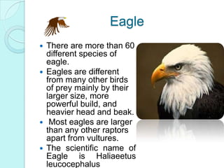 Endemic birds (1) | PPT