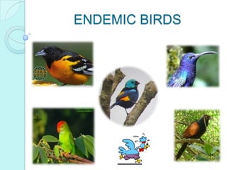 ENDEMIC BIRDS
 