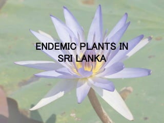 ENDEMIC PLANTS IN
SRI LANKA
 