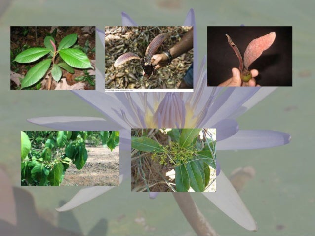 Endemic plants in sri lanka