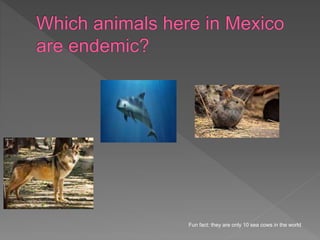 Fun fact: they are only 10 sea cows in the world
 