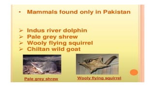 Endemic species of pakistan A Presentation By Mr Allah Dad khan Former ...