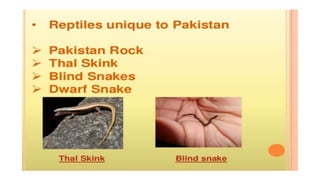 Endemic species of pakistan A Presentation By Mr Allah Dad khan Former ...
