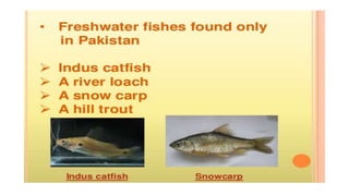 Endemic species of pakistan A Presentation By Mr Allah Dad khan Former ...